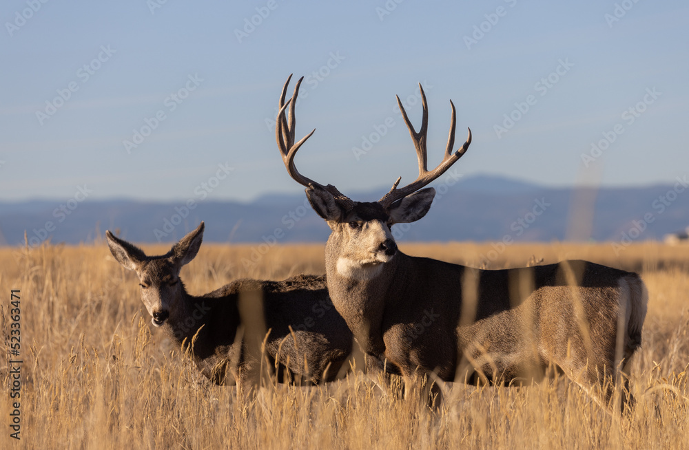 Mule Deer Buck and Doe During the Fall Rut in Colorado Mule Deer Buck and Doe During the Fall Rut in Colorado