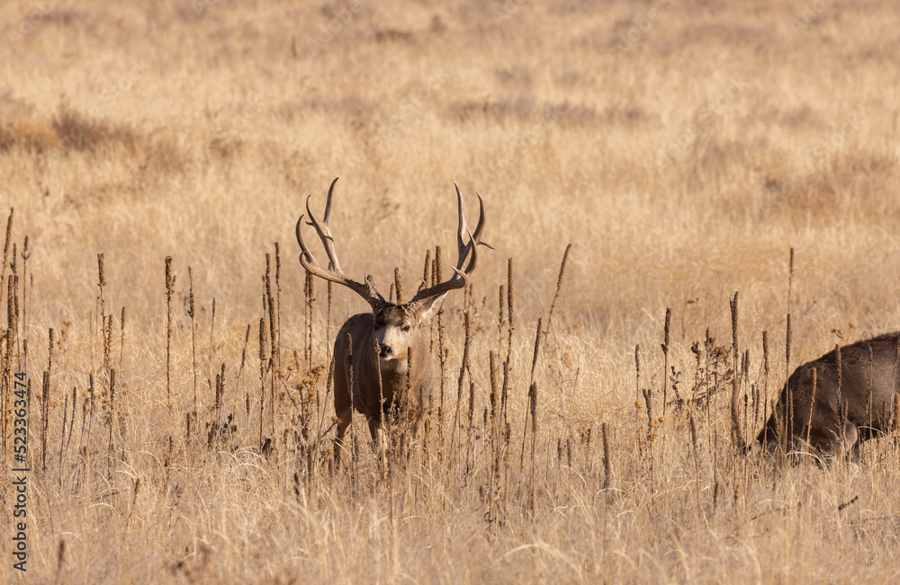 Fototapeta premium Mule Deer Buck and Doe During the Fall Rut in Colorado