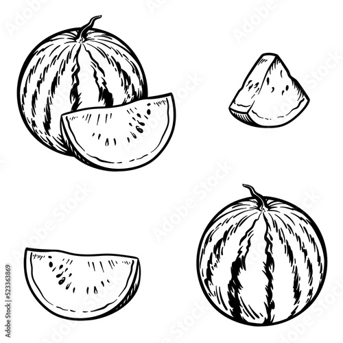 Watermelon isolated on white background. Vector illustration in engraving style.