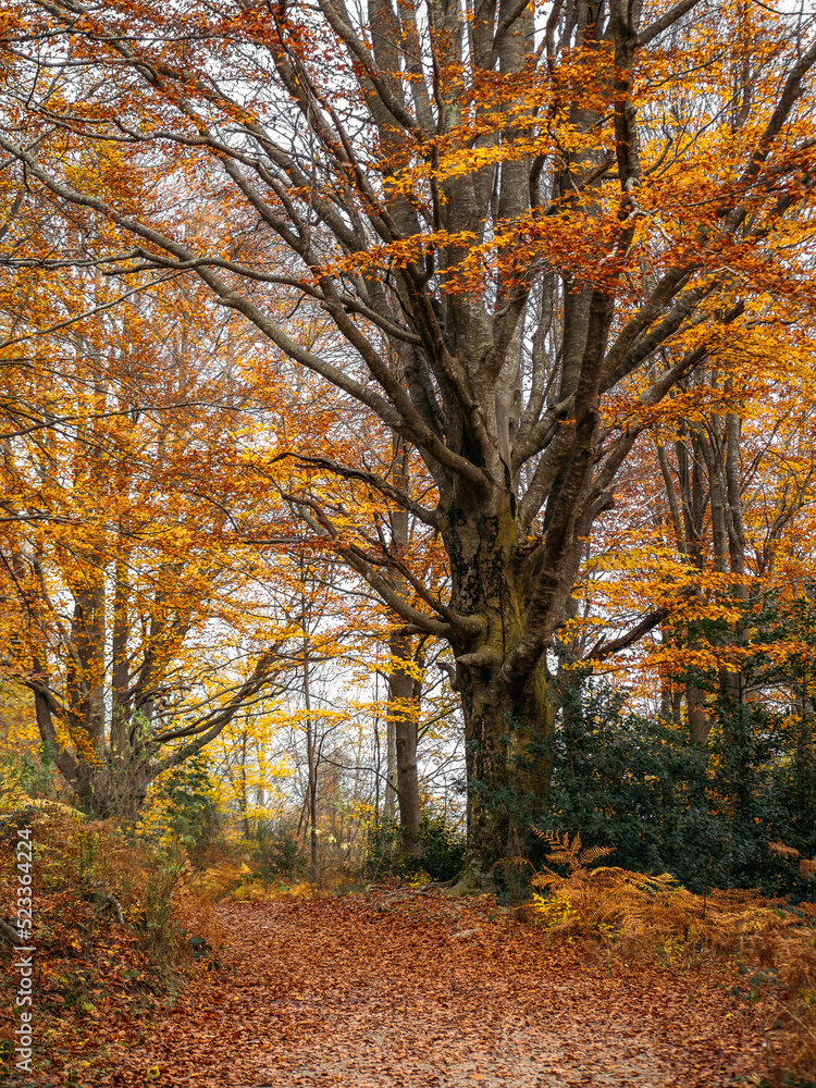 Fototapeta premium Big tree with orange leaves on the pathway through the forest at autumn landscape.