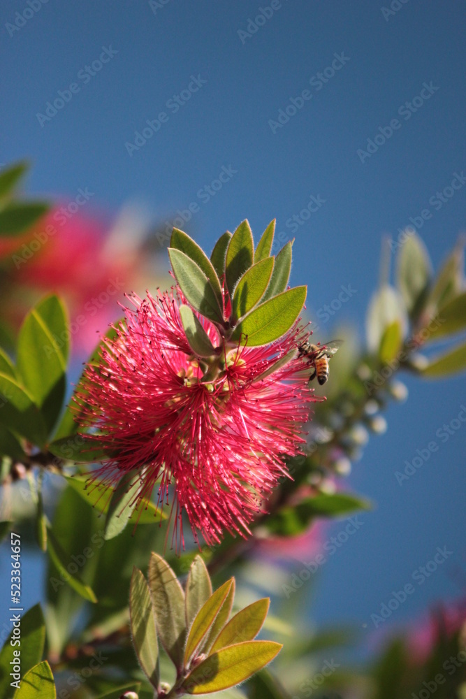 Planta rosa Planta rosa