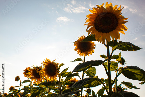 bright photo of a sunflower flower (field of sunflowers) in the sun