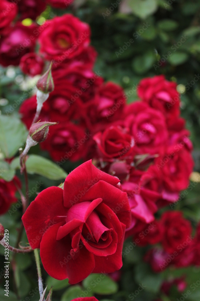 Flores rojas Flores rojas