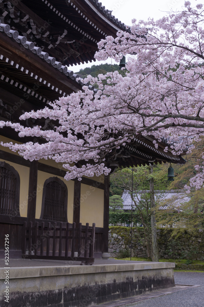 Cherry blossoms at Nanzenji Temple, Nanzenji Temple in Sakyo Ward, Kyoto City, Kyoto Prefecture. Cherry blossoms at Nanzenji Temple, Nanzenji Temple in Sakyo Ward, Kyoto City, Kyoto Prefecture.