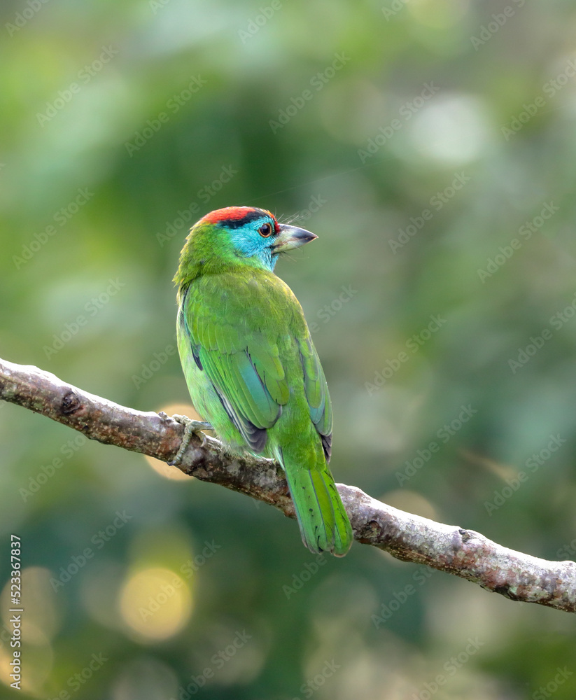 The blue-throated barbet is an Asian barbet native to the foothills of the Himalayas and Southeast Asia.