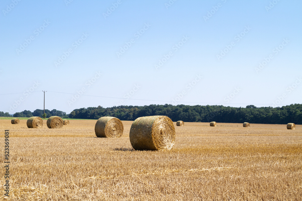 Hay bales (hay balls, haycock or haystack) on a farm field. Straw bales on agriculture field. Rural farm land nature, Countryside landscape after harvest.