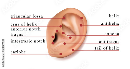 Human ear map of parts for piercing. Isolated on white background.