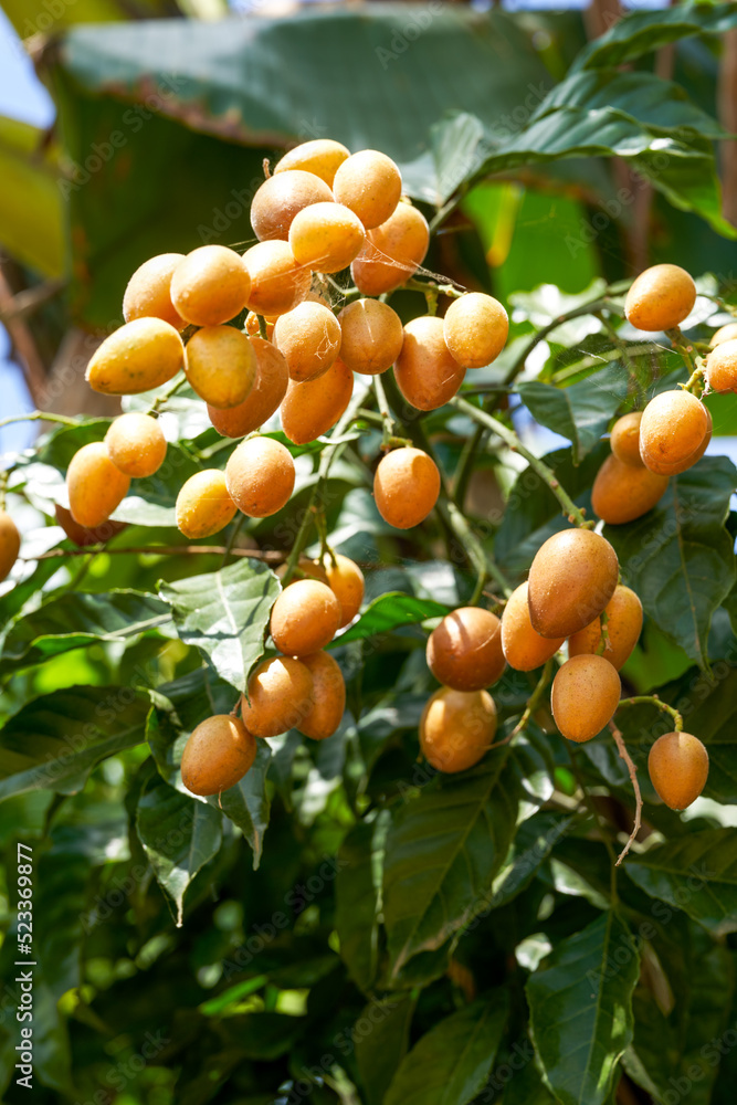 Mountain yellow bark fruit tree planted in wild orchard Mountain yellow bark fruit tree planted in wild orchard