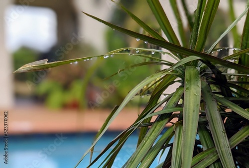 palm leaves in the water