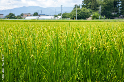 田んぼの稲 Paddy field rice