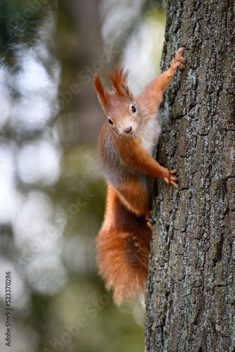 Squirrel runs in the park and jumps on the trees. © Martin