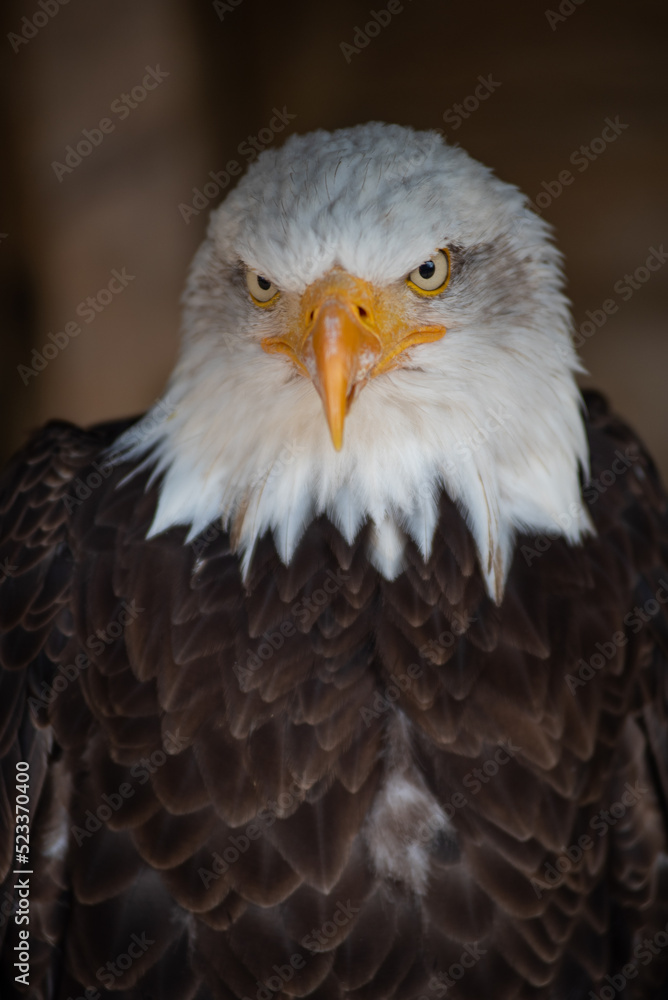 Naklejka premium American eagle