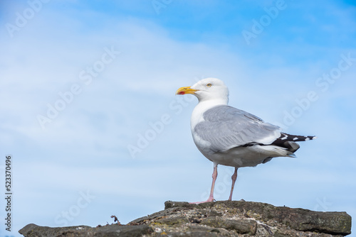 Seagulls 