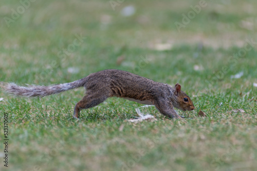 A squirrel in the park