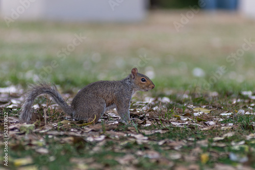 A squirrel in the park