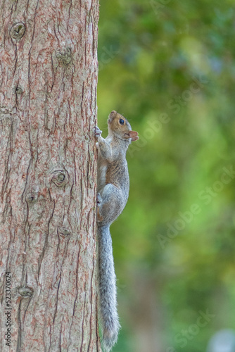 A squirrel in the park