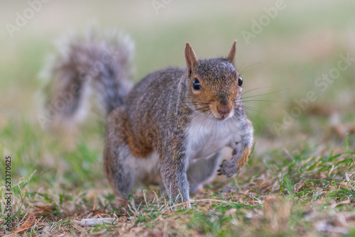 A squirrel in the park