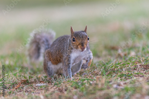 A squirrel in the park