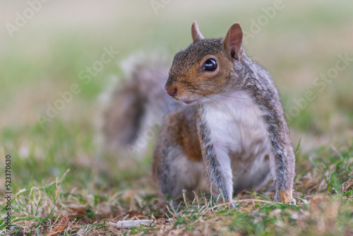 A squirrel in the park