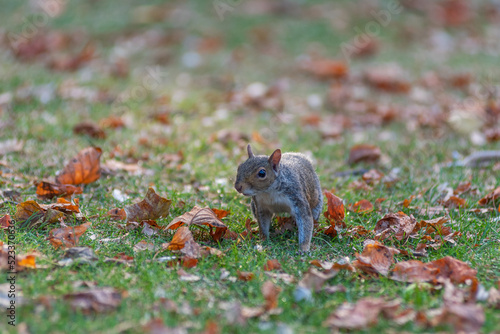 A squirrel in the park