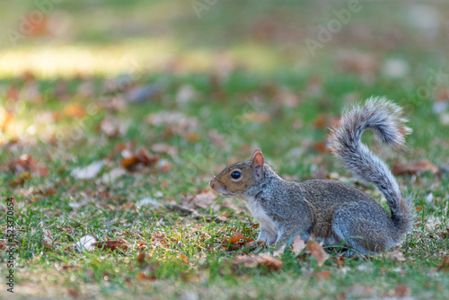 A squirrel in the park