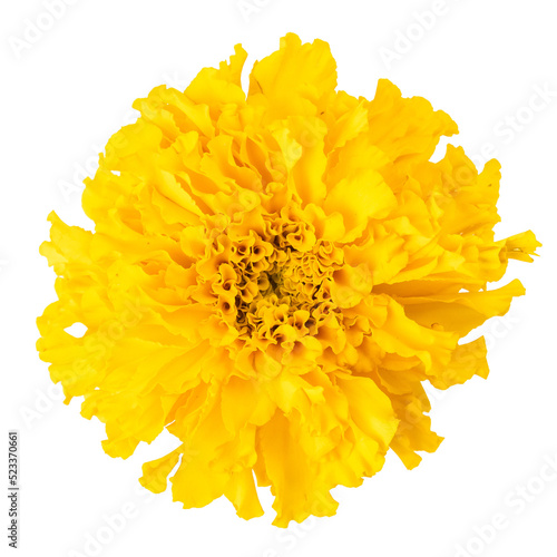 Bouquets of fresh yellow marigolds isolated on white background