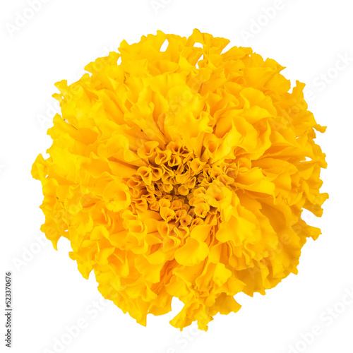Bouquets of fresh yellow marigolds isolated on white background