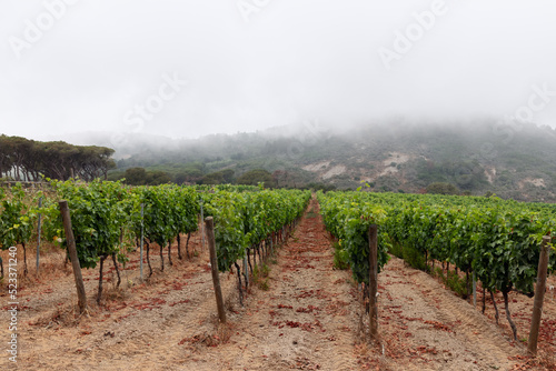 One of the many vineyards of the island of Elba on a hill in the predawn mist, Province of Livorno, Italy photo