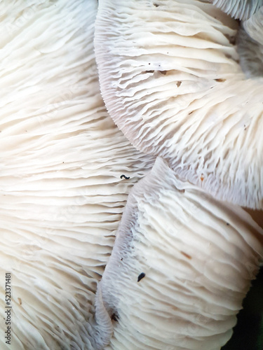 Closeup mushroom frills underside