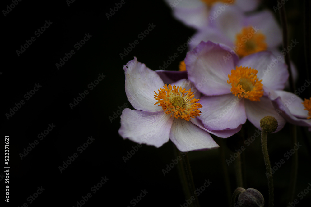 Obraz premium white anemone flowers on a black background