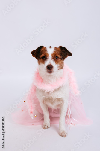 Small brown and white dog in a pink transparent raincoat isolated on a white background.