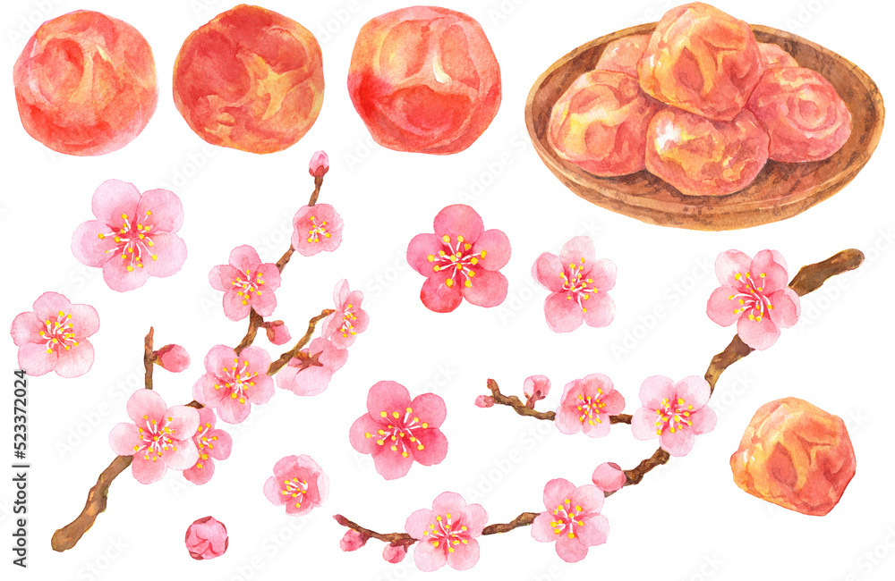 水彩 梅干しと梅の花の素材集stock Illustration Adobe Stock