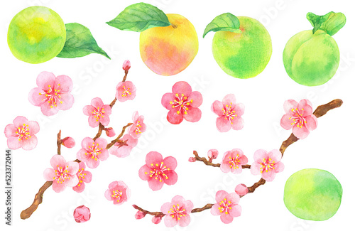 水彩_葉のついた梅の実と梅の花の素材集
