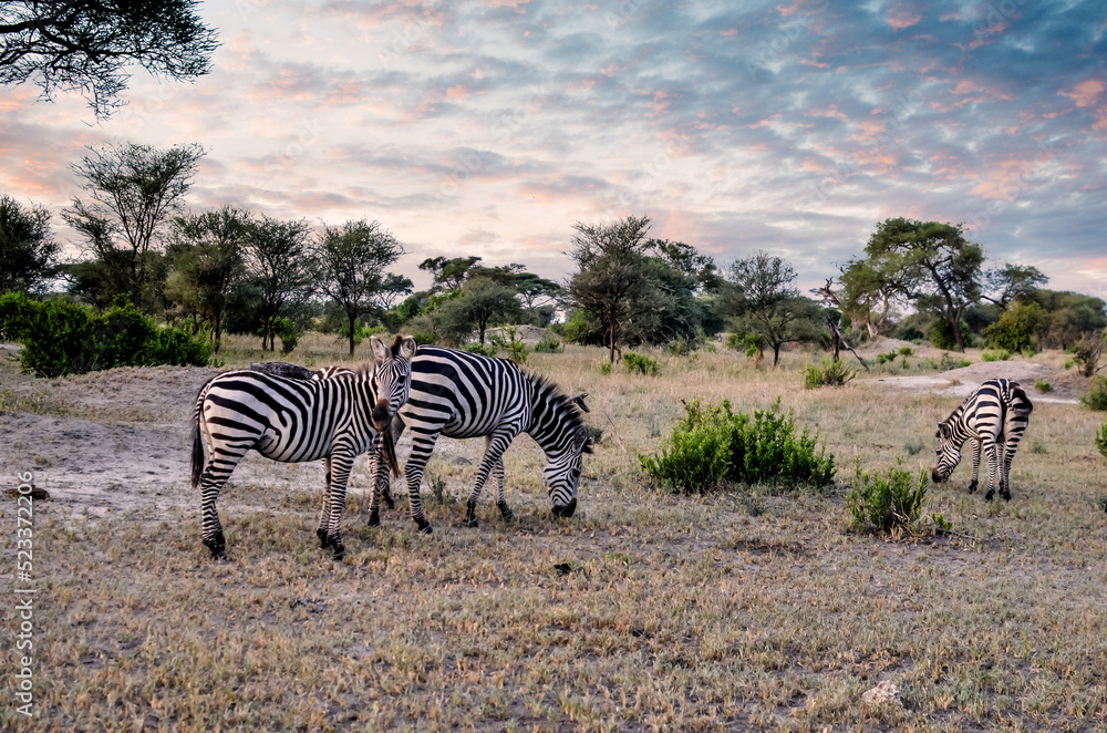 Obraz premium Lovely landscape with zebras in the African savannah at sunset