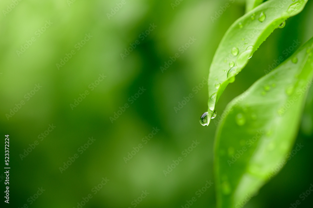 Beautiful large drop morning dew in nature, selective focus. Drops of clean transparent water on leaves. Sun glare in drop. Image in green tones. Spring summer natural background Beautiful large drop morning dew in nature, selective focus. Drops of clean transparent water on leaves. Sun glare in drop. Image in green tones. Spring summer natural background