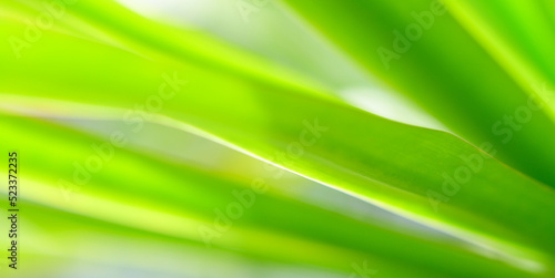 Concept nature view of green foliage on blurred greenery background, sunlight with copy space using as background natural green leaf plants landscape, ecology, fresh banner wallpaper concept