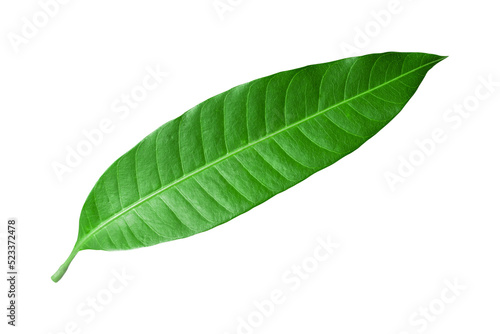 mango leaves isolated on transparent background