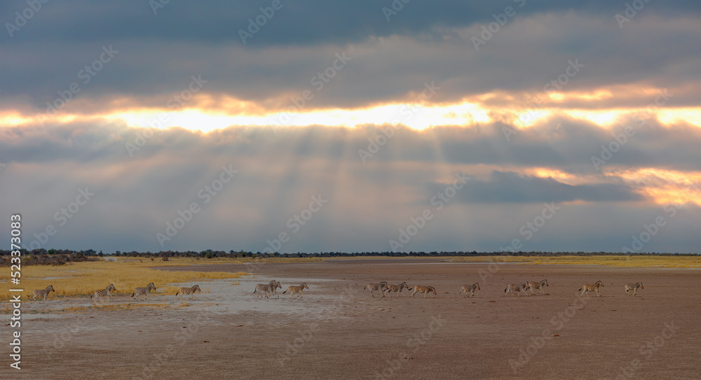 Fototapeta premium Amazing Zebras running across the African savannah at sunset - Etosha National Park, Namibia
