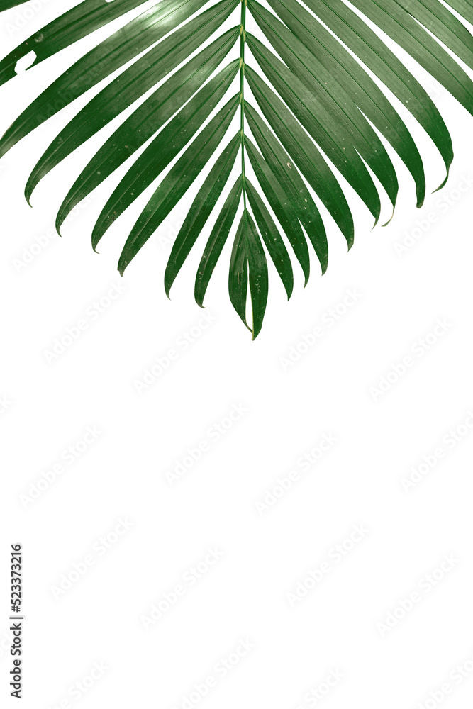 Green coconut leave ,palm trees with long leaves Green . Green coconut leave ,palm trees with long leaves Green .