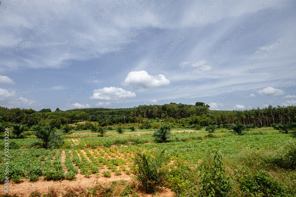 rubber plantation, Nakhon Si Thammarat , southern Thailand