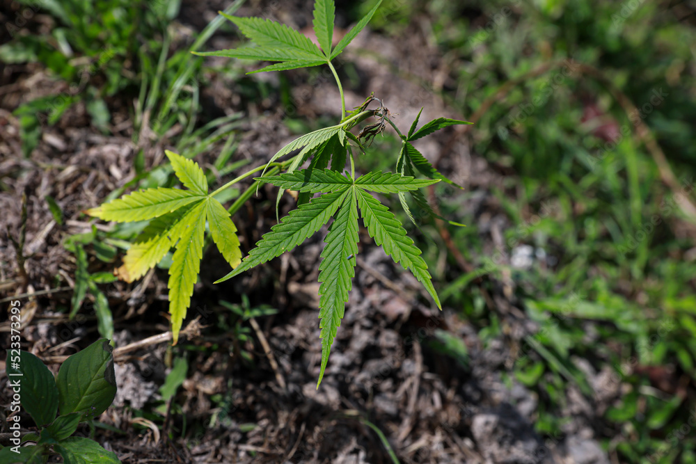 Close-up young hemp. Cannabis is a standoff between a drug and a medicine. Close-up young hemp. Cannabis is a standoff between a drug and a medicine.