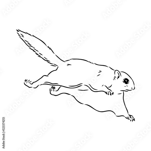 illustration vector hand draw doodles of flying squirrel or Pteromyini or Petauristini isolated on white background
