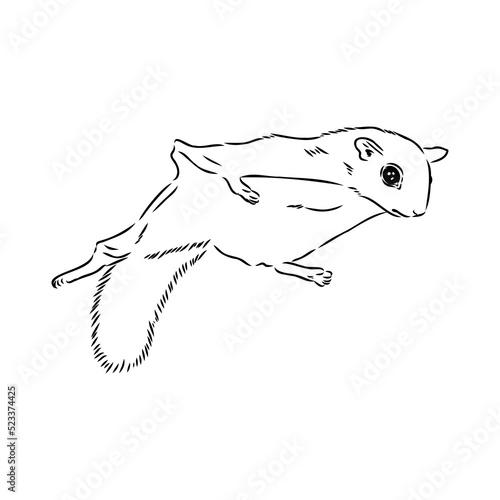 illustration vector hand draw doodles of flying squirrel or Pteromyini or Petauristini isolated on white background