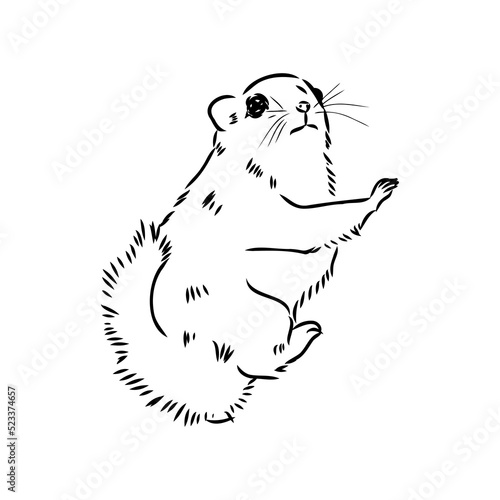 illustration vector hand draw doodles of flying squirrel or Pteromyini or Petauristini isolated on white background