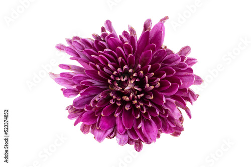 chrysanthemum isolated