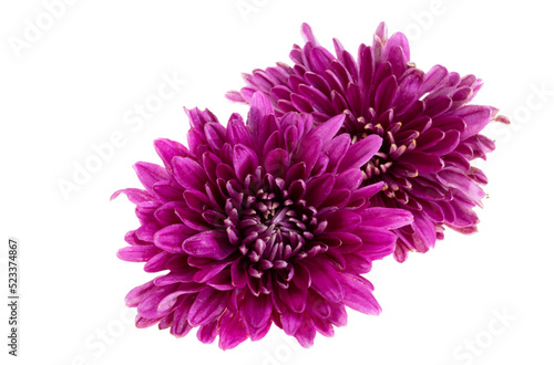 chrysanthemum isolated