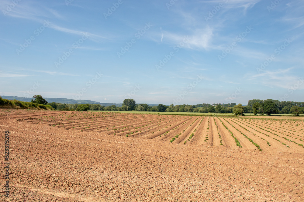 Ploughed fields in the summertime.