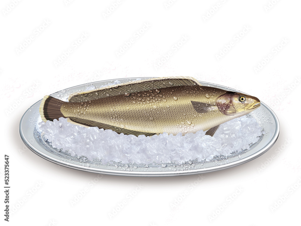 brosme , poisson, plateau, glace pilé, fraîcheur, frais, pêche, aliment, mer, animal, ailette, sain, queue, fond blanc, attraper, repas, cuisiner, plat, viande brosme , poisson, plateau, glace pilé, fraîcheur, frais, pêche, aliment, mer, animal, ailette, sain, queue, fond blanc, attraper, repas, cuisiner, plat, viande