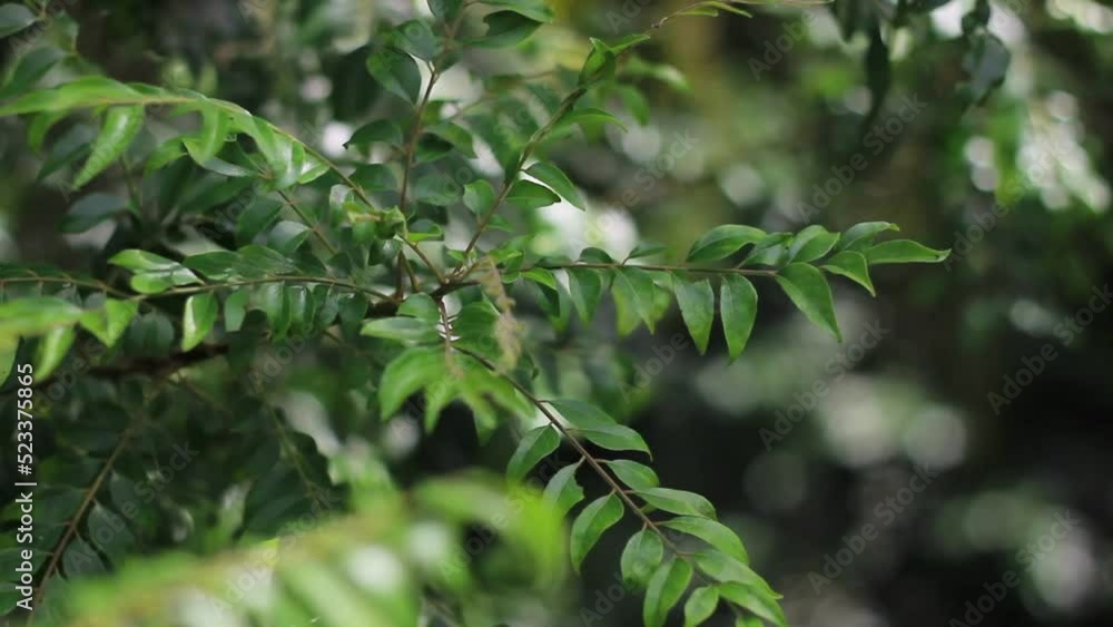 Curry Leaves Tree | Murraya koenigii or Bergera koenigii, is a tropical to sub-tropical tree in the family Rutaceae, and is native to Asia. The plant is also sometimes called sweet neem. Curry Leaves Tree | Murraya koenigii or Bergera koenigii, is a tropical to sub-tropical tree in the family Rutaceae, and is native to Asia. The plant is also sometimes called sweet neem.
