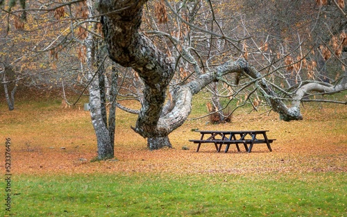 Mesa de piquenique em bosque com freixos e carvalhos no início do outono europeu.